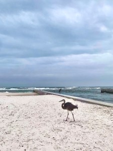 Hurricane Delta in Gulf Shores